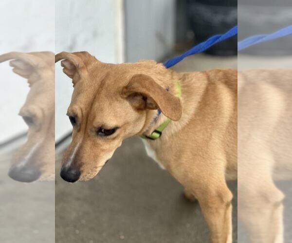 Medium Photo #2 Mutt Puppy For Sale in Evansville, IN, USA