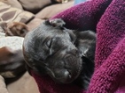 Small Photo #8 German Shorthaired Pointer-Golden Labrador Mix Puppy For Sale in AMES, IA, USA