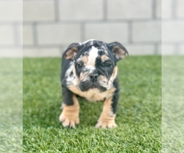 Medium Photo #16 English Bulldog Puppy For Sale in MILWAUKEE, WI, USA