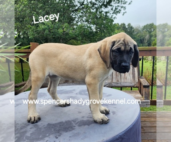 Medium Photo #10 Mastiff Puppy For Sale in CABOOL, MO, USA