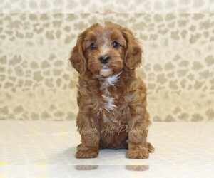 Cavapoo Puppy for sale in DENVER, PA, USA
