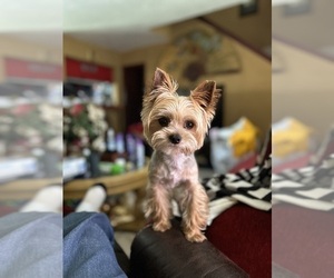 Father of the Yorkshire Terrier puppies born on 03/02/2026