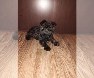 Poodle (Toy)-Yorkshire Terrier Mix Puppy for sale in LAPEER, MI, USA