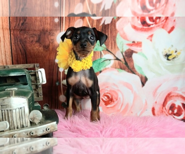 Medium Photo #2 Miniature Pinscher Puppy For Sale in CARTHAGE, TX, USA