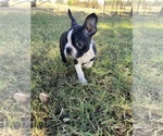 Small #7 Boston Terrier