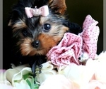 Small #11 Yorkshire Terrier