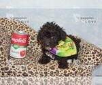 Small #5 Poodle (Toy)