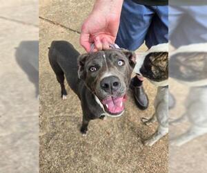 Labrador Retriever-Unknown Mix Dogs for adoption in Houston, TX, USA