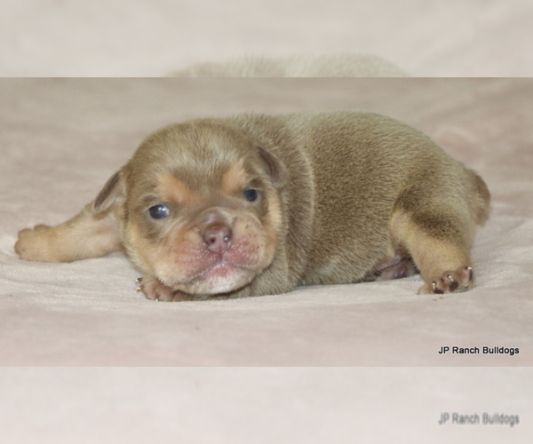 Medium Photo #3 Bulldog Puppy For Sale in WINNSBORO, TX, USA