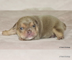 Small #2 Bulldog