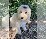 Small Photo #7 Poodle (Miniature) Puppy For Sale in RICHMOND, IL, USA
