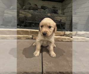 Medium Golden Retriever