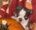 Small #4 Faux Frenchbo Bulldog
