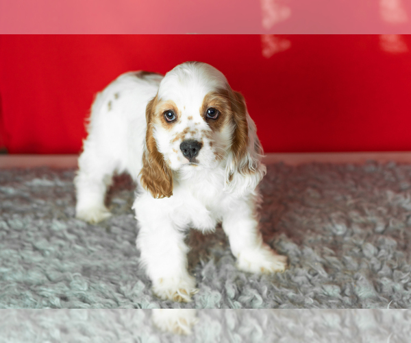 Medium Photo #5 Cocker Spaniel Puppy For Sale in NAPPANEE, IN, USA
