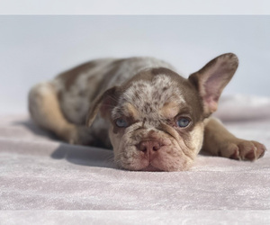 French Bulldog Puppy for sale in RAEFORD, NC, USA