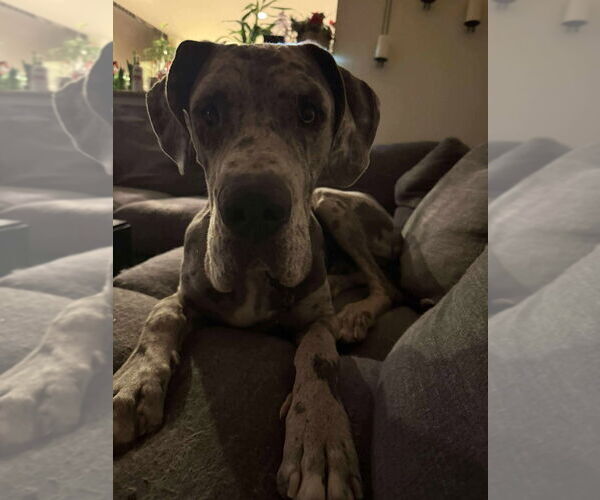 Medium Photo #3 Great Dane Puppy For Sale in Bullard, TX, USA