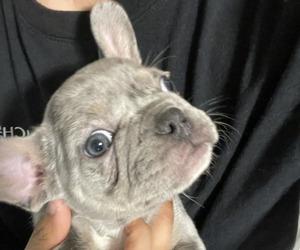 French Bulldog Puppy for sale in EAST LANSING, MI, USA