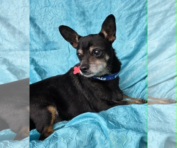 Medium Photo #4 Rat-Cha Puppy For Sale in Cuba, NY, USA