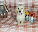 Small Photo #7 Golden Retriever Puppy For Sale in FALCON, CO, USA