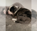 Small Photo #3 Miniature Australian Shepherd Puppy For Sale in ROSSVILLE, GA, USA