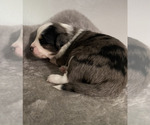 Small #2 Miniature Australian Shepherd