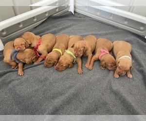 Vizsla Puppy for sale in PORTLAND, OR, USA