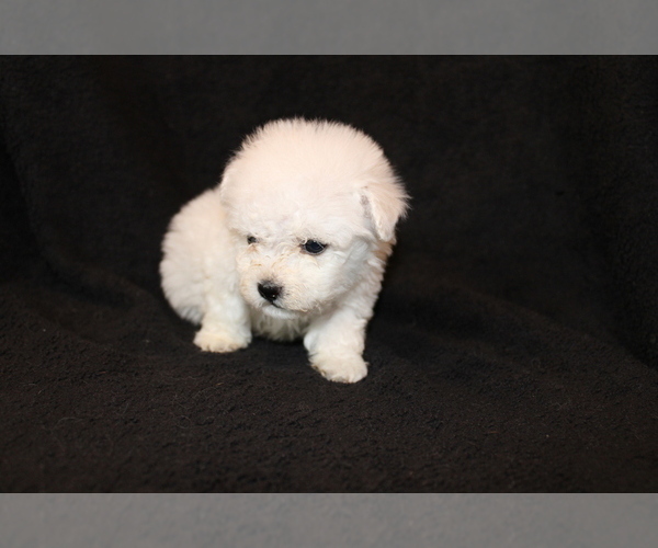 Medium Photo #9 Bichon Frise Puppy For Sale in BLOOMINGTON, IN, USA