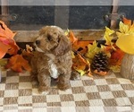 Max - Male Cavapoo (Miniature) Puppy for Sale - Photo #4