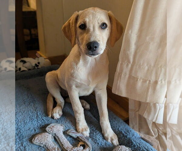 Medium Photo #14 Golden Retriever-Unknown Mix Puppy For Sale in Vail, AZ, USA
