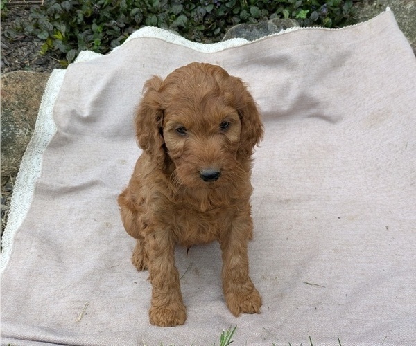 Medium Photo #72 Irish Doodle Puppy For Sale in GOSHEN, IN, USA