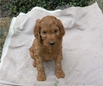 Small Photo #72 Irish Doodle Puppy For Sale in GOSHEN, IN, USA
