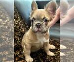 Small #10 French Bulldog