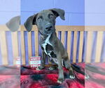 Small #3 Catahoula Leopard Dog-Labrador Retriever Mix