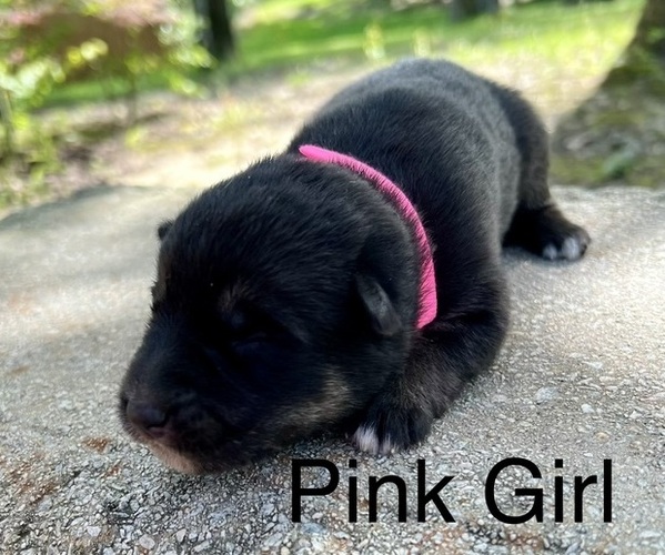 Medium Photo #2 German Shepherd Dog Puppy For Sale in BRANDON, MS, USA