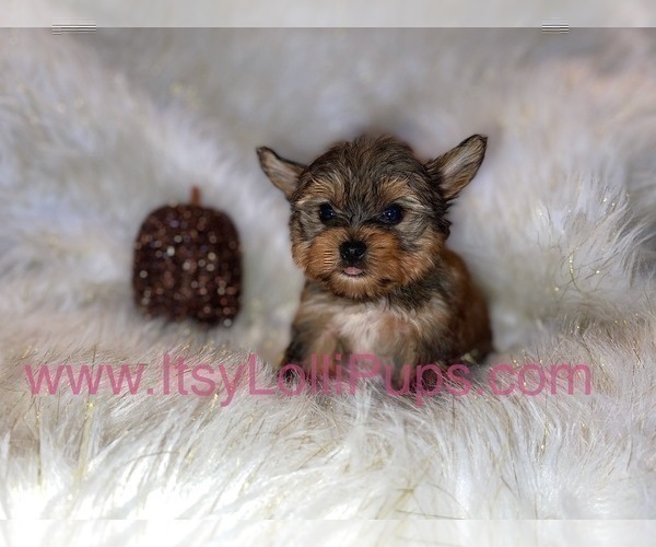 Medium Photo #19 Yorkshire Terrier Puppy For Sale in HAYWARD, CA, USA