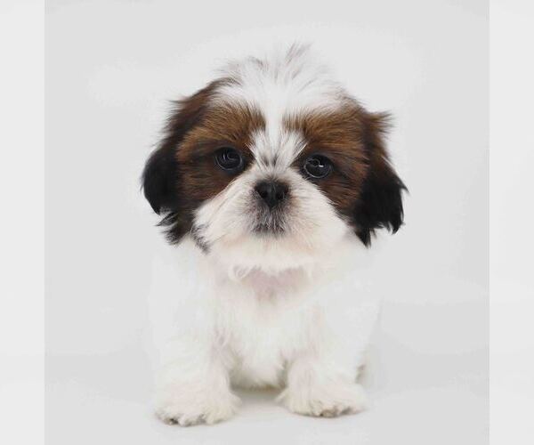 Medium Photo #1 Shih Tzu Puppy For Sale in LOS ANGELES, CA, USA