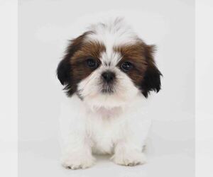 Shih Tzu Puppy for sale in LOS ANGELES, CA, USA