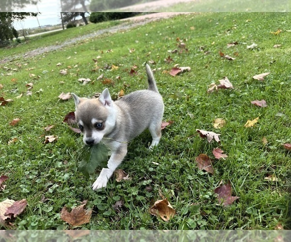 Medium Photo #11 Alaskan Klee Kai-Pomeranian Mix Puppy For Sale in ATHENS, WI, USA