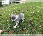 Small #10 Alaskan Klee Kai-Pomeranian Mix