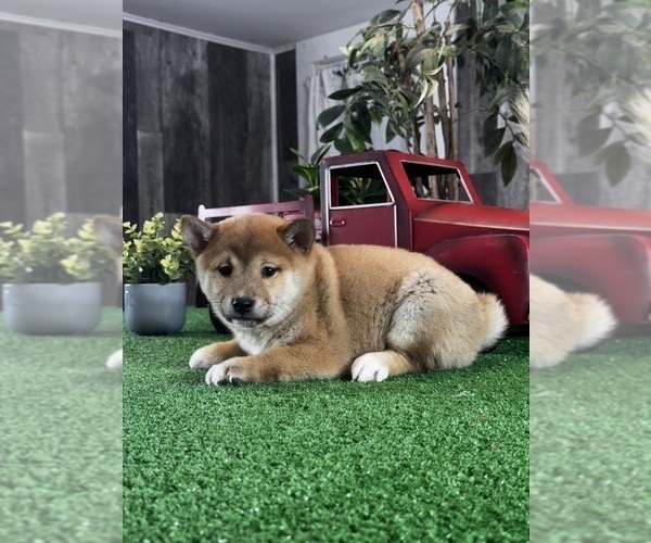 Medium Photo #3 Shiba Inu Puppy For Sale in CANOGA, NY, USA