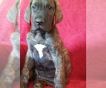 Small Photo #8 Great Dane Puppy For Sale in MURRAY, KY, USA