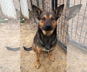 German Shepherd Dog-Unknown Mix Dogs for adoption in Tracy City, TN, USA