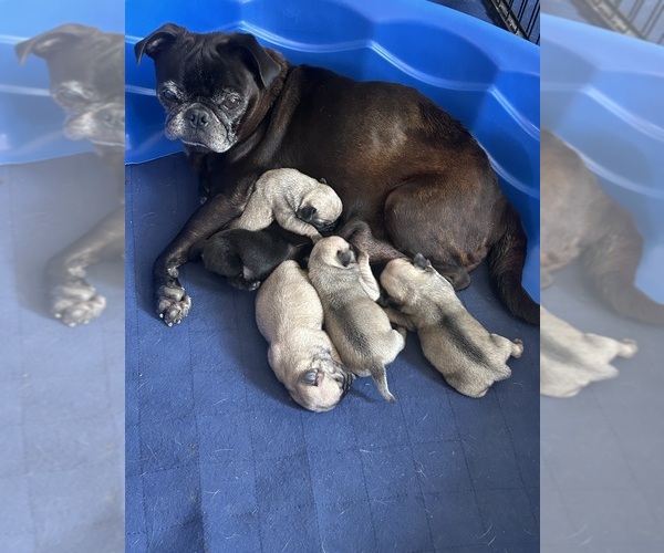 Medium Photo #1 Pug Puppy For Sale in LUMBER BRIDGE, NC, USA