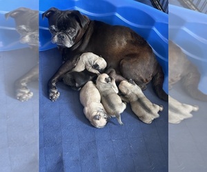 Pug Puppy for Sale in LUMBER BRIDGE, North Carolina USA