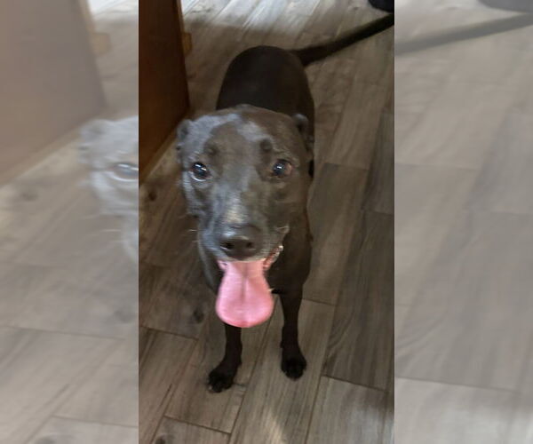 Medium Photo #2 Mutt Puppy For Sale in Boston, MA, USA