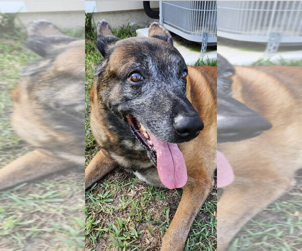 Medium Photo #2 Mutt Puppy For Sale in St. Augustine, FL, USA