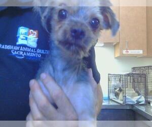 Mutt Dogs for adoption in Sacramento, CA, USA