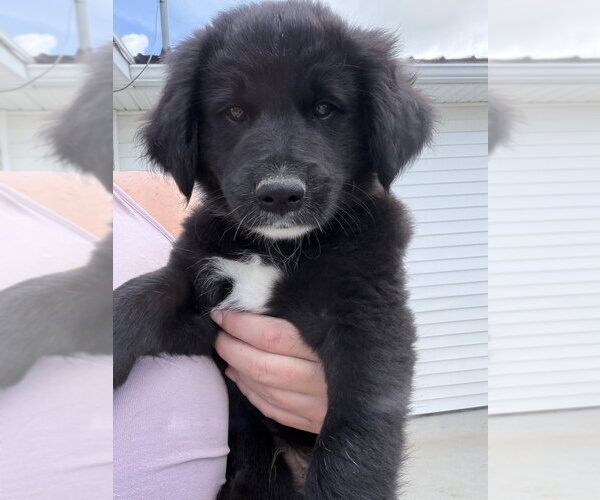 Medium Photo #2 Labrador Retriever-Unknown Mix Puppy For Sale in Aurora, IN, USA