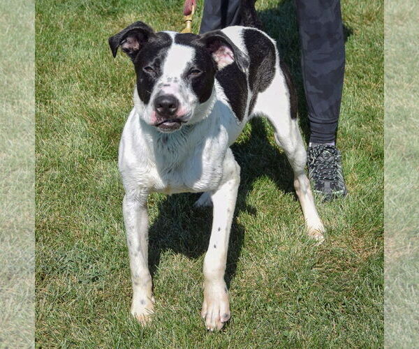 Medium Photo #3 American Staffordshire Terrier-Boxer Mix Puppy For Sale in Huntley, IL, USA