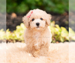 Small Photo #81 Maltipoo (Miniature) Puppy For Sale in WARSAW, IN, USA